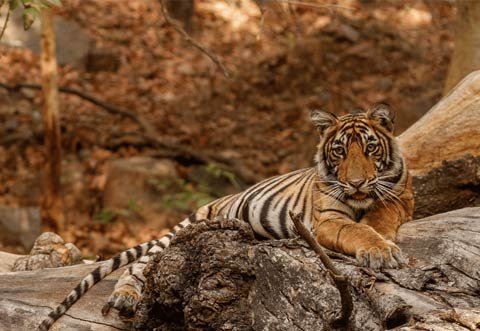 Rajasthan Wildlife & Nature Escape